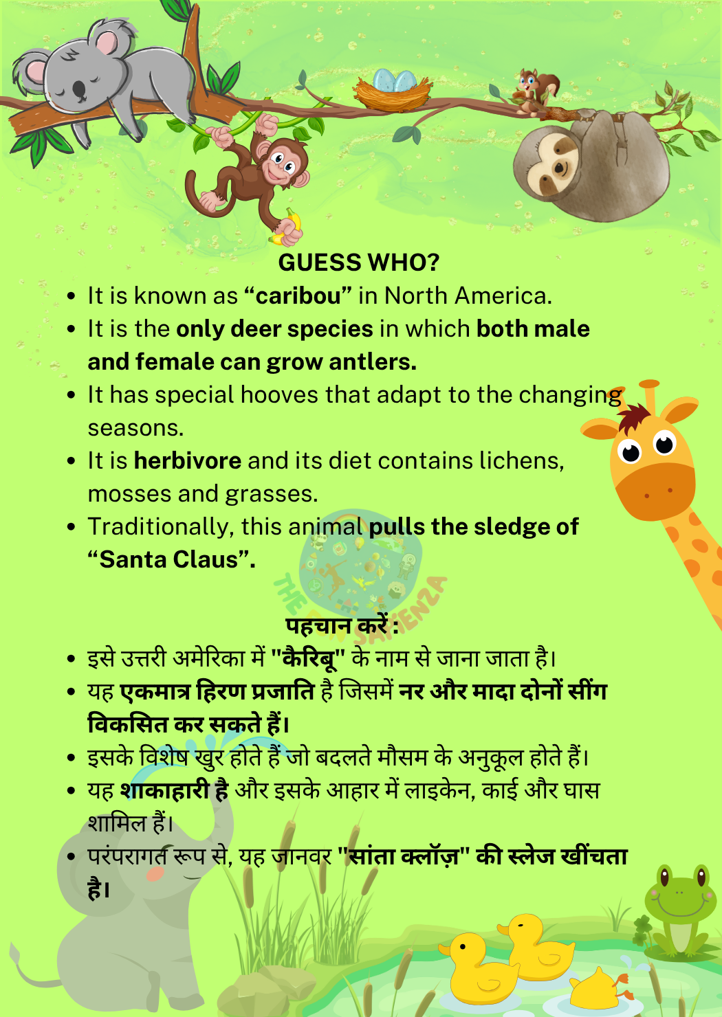 Animal 1 Back